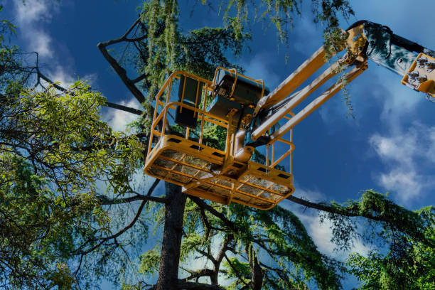 How Our Tree Care Process Works  in Avon, IN